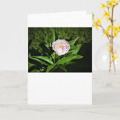Pony, Karte (Gelbe Blume)