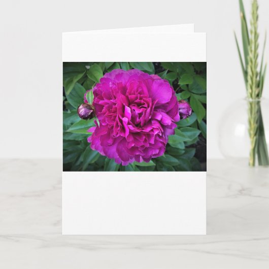 Pony, Karte (Vorderseite)