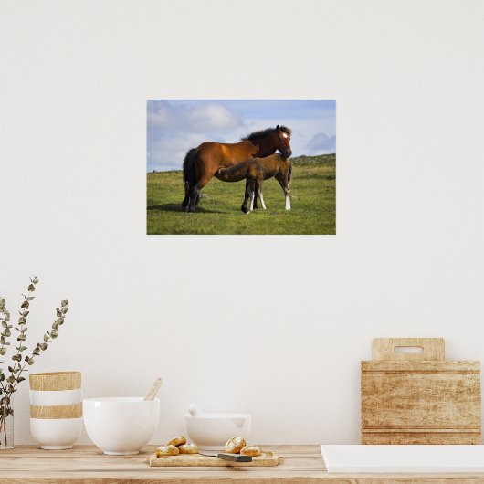 Pony Mare Fütternd Foal-Plakatdruck Poster (Küche)