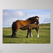 Pony Mare Fütternd Foal-Plakatdruck Poster (Vorne)