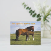 Pony Mare Fütternd Foal-Postkarte Postkarte (Stehend Vorderseite)