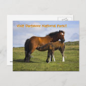 Pony Mare Fütternd Foal-Postkarte Postkarte (Vorne/Hinten)