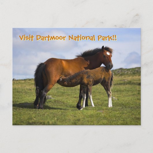 Pony Mare Fütternd Foal-Postkarte Postkarte (Vorderseite)
