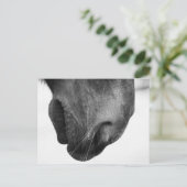 Pony-Nase 1 Postkarte (Stehend Vorderseite)
