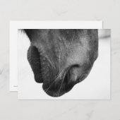 Pony-Nase 1 Postkarte (Vorne/Hinten)