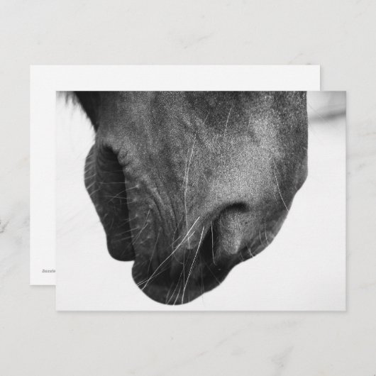 Pony-Nase 1 Postkarte (Vorne/Hinten)