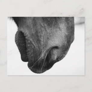 Pony-Nase 1 Postkarte