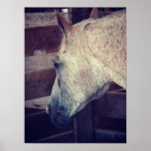 Pony of Americas in Stall Poster (Vorne)
