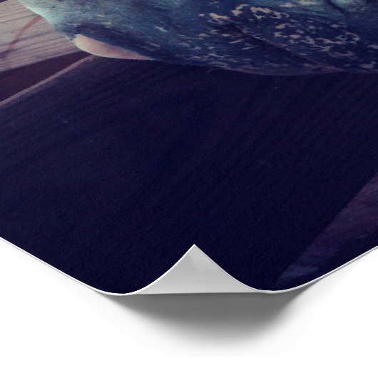 Pony of Americas in Stall Poster (Ecke)