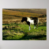 Pony on Dartmoor Poster (Vorne)