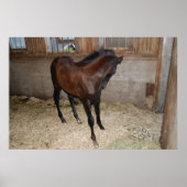 Pony/Pferd Poster (Vorne)