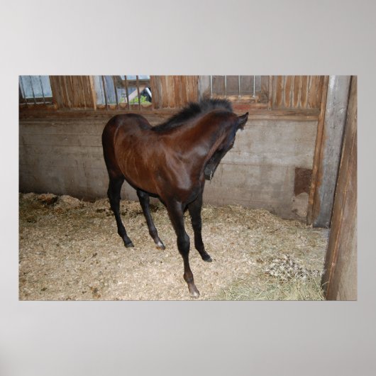 Pony/Pferd Poster (Vorne)