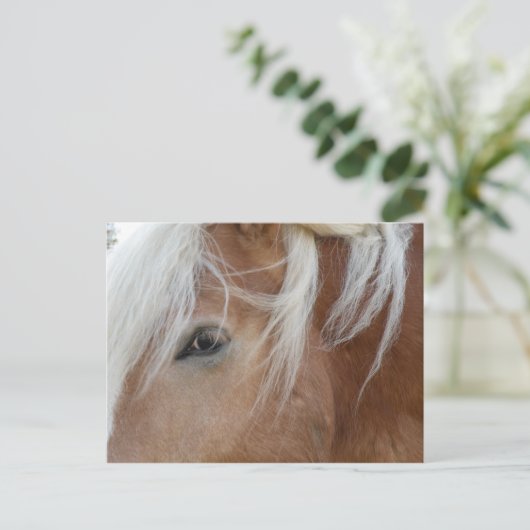 Pony Postcard Postkarte (Stehend Vorderseite)
