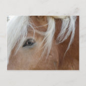 Pony Postcard Postkarte (Vorderseite)