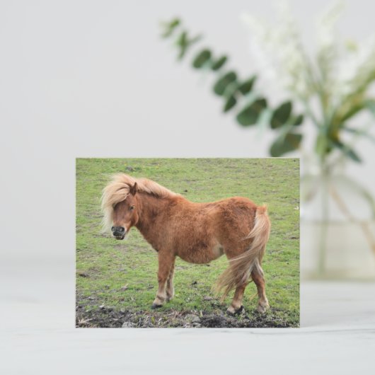 Pony Postcard Postkarte (Stehend Vorderseite)
