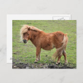 Pony Postcard Postkarte (Vorne/Hinten)