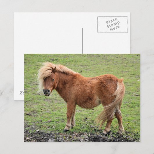 Pony Postcard Postkarte (Vorne/Hinten)