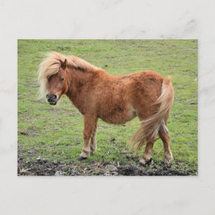 Pony Postcard Postkarte