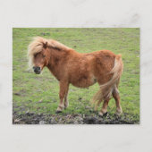 Pony Postcard Postkarte (Vorderseite)