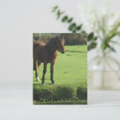Pony Postcard Postkarte (Stehend Vorderseite)