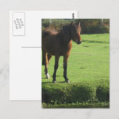 Pony Postcard Postkarte (Vorne/Hinten)