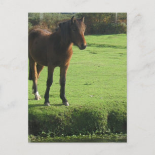 Pony Postcard Postkarte