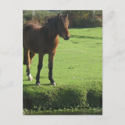 Pony Postcard Postkarte (Vorderseite)