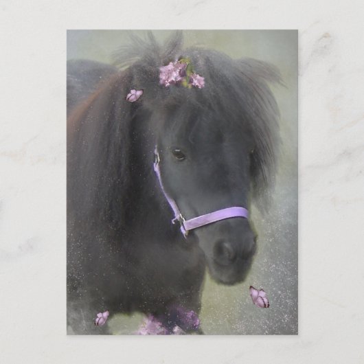 Pony - Postcard Postkarte (Vorderseite)