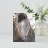 Pony Postkarte (Stehend Vorderseite)