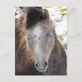 Pony Postkarte (Vorderseite)