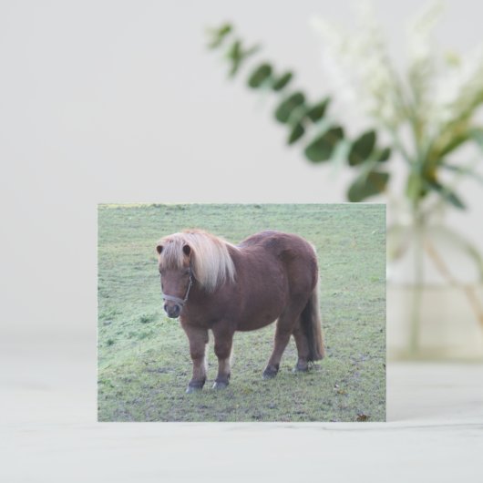 Pony Postkarte (Stehend Vorderseite)