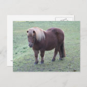 Pony Postkarte (Vorne/Hinten)
