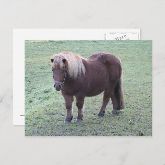 Pony Postkarte (Vorne/Hinten)