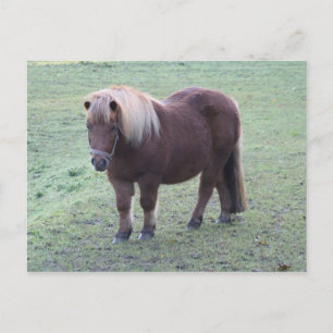 Pony Postkarte