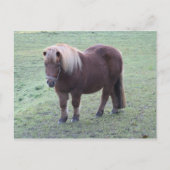 Pony Postkarte (Vorderseite)