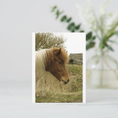 Pony Postkarte (Stehend Vorderseite)