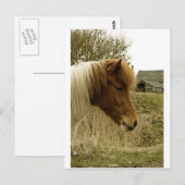 Pony Postkarte (Vorne/Hinten)