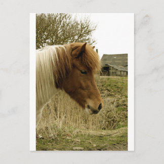 Pony Postkarte