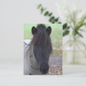 Pony Postkarte (Stehend Vorderseite)