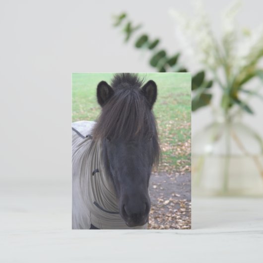 Pony Postkarte (Stehend Vorderseite)
