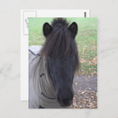 Pony Postkarte (Vorne/Hinten)