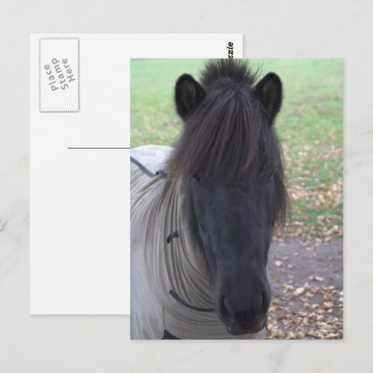 Pony Postkarte (Vorne/Hinten)
