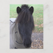 Pony Postkarte (Vorderseite)
