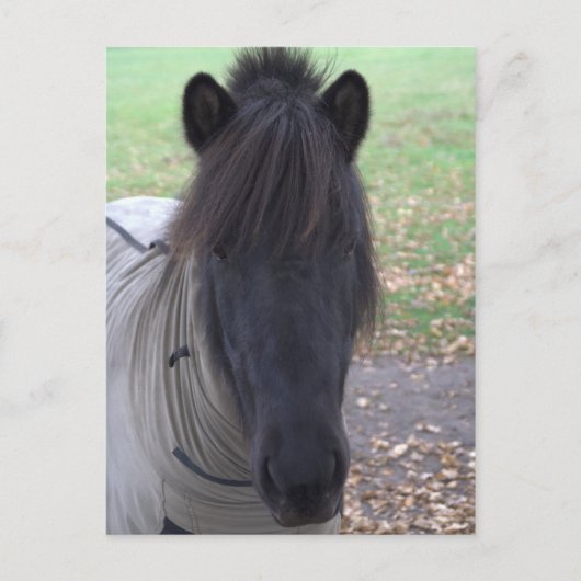 Pony Postkarte (Vorderseite)