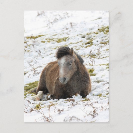 Pony Postkarte (Vorderseite)