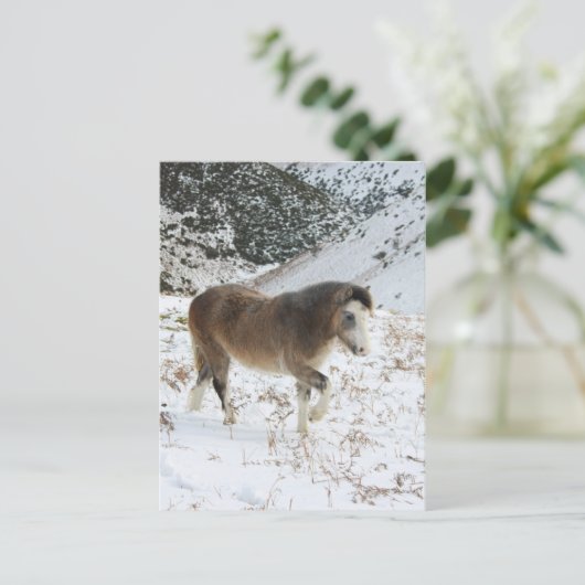 Pony Postkarte (Stehend Vorderseite)
