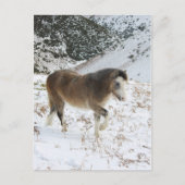Pony Postkarte (Vorderseite)