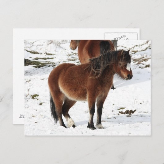 Pony Postkarte (Vorne/Hinten)