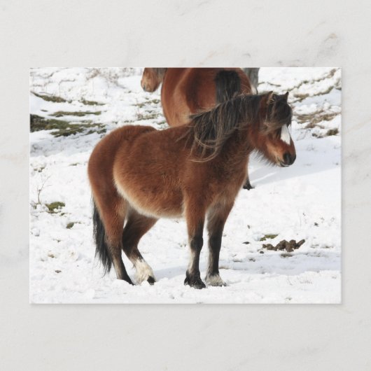 Pony Postkarte (Vorderseite)