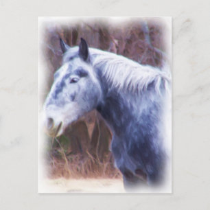 Pony Postkarte